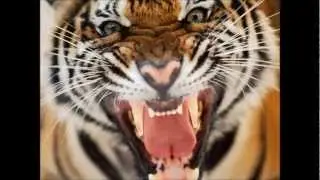 Eyes of the tiger RMX Amel Bent Vs Fatman Scoop