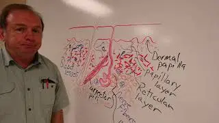 CompAnat Integumentary 2