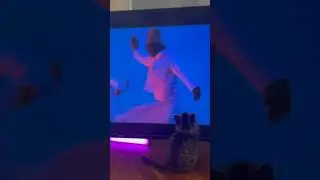 Kitten Watching Television #shortsfeed #viralkittens #trendingnow