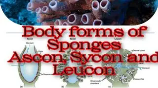 Sponges body form, Ascon, Sycon and Leucon, Phylum Porifera