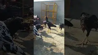 pure quality thai chicks