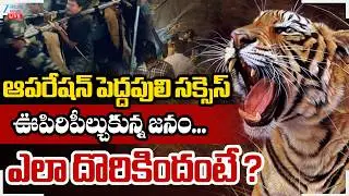 LIVE: Operation Tiger | Kurmapuram | ఆపరేషన్ సక్సెస్ దొరికిన పెద్దపులి | ZEE Telugu News