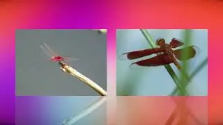 Here are Dragonflies Shot on budget old bridge camera the Lumix FZ70