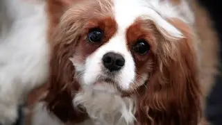 VCA North Plano - North Plano TX