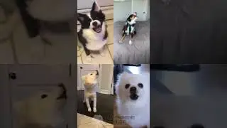 Dogs Singing Cornfield Chase (Interstellar) #Shorts