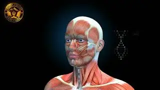 Muscles Pain Relief Meditation Music - 324 Hz Healing Tone for Muscles - Native Flute Relaxing Music