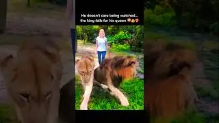 Lion King Falls for His Queen