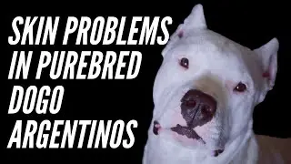 DOG SKIN IRRITATION IN PURE BRED DOGO ARGENTINO DOGS
