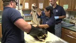 Wildlife Rehabber