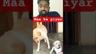 maa ka piyar #maa #maastory #maakapiyar#maastatus #foryou #trendingshorts #music #viralvideo #sorts
