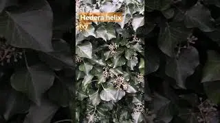 Hedera helix - Ivy-#plantidentification
