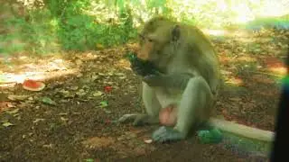 New Videos 2023 Monkeys living in the magical fore