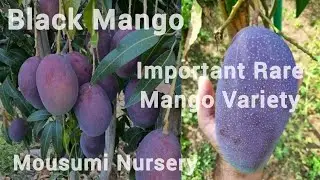Black Mango 🥭 Rare variety Plant Available| Mousumi Nursery| 9735852132