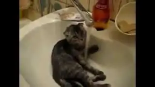 funny and resourceful cats   веселые и находчивые кошки
