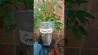 How to Grow Green Chilli at Home🌶️ | Easy Chilli Planting #greenchilli #gardening #farming