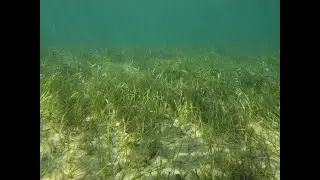 Loxahatchee River District's Restoration and Environmental Monitoring