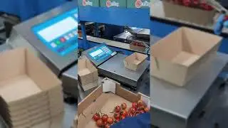 Vine Tomato Packing Line