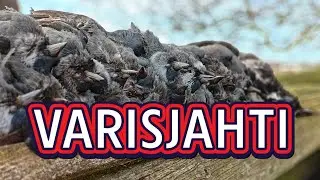 Varisjahti