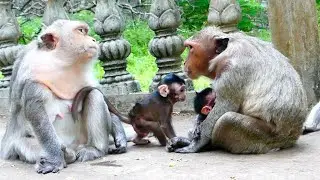 Old Mother Monkey Mekala bring Baby Monkey Newborn to find food so sad in the park