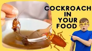 What if cockroach eats your food