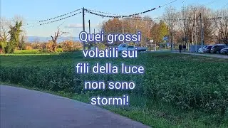 Volatili  sopra i fili della luce