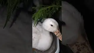 duck drinking