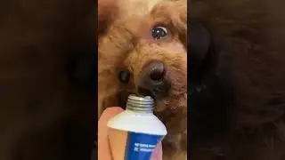 Nero - dog asmr