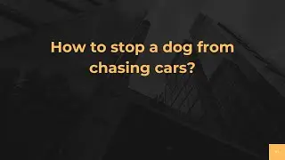 How to stop a dog from chasing cars?