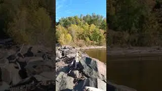 Dogs on Lake Superior