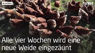 Mobile H&uuml;hnerst&auml;lle in Brandau
