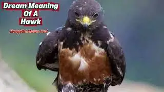 DREAM INTERPRETATION; DREAM MEANING OF A HAWK. 
