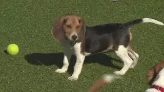 St. Louis apartment complex uses dog poop DNA to crack down on owners