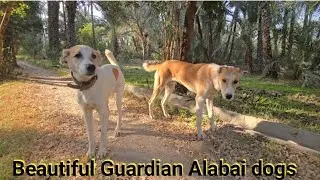Cute Powerful Guardian dogs 9 November 2025 | Relaxing dog video 