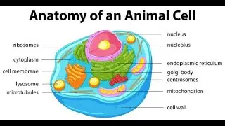 The Cell I Biology