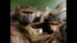 Anglia Survival 1996 Baboons-Too Close for Comfort (narrated by Cathy Tyson) (Jul 1997)