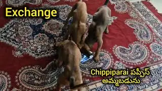 Good quality chippiparai puppies for sale in telugu/6305132272/BGS pets 