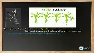 Budding |How Do Organisms Reproduce| 10th CBSE | ALPHY
