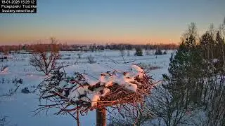 ⏳ Dzień w gnieździe bocianim w Trzcińcu - 19.01.2026