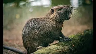 Swamp Song Video
