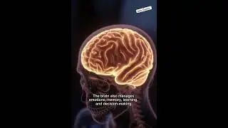 Your Brain = Control Center of Your Body