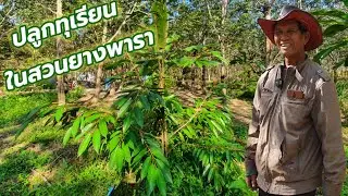 ปลูกทุเรียนในสวนยางพารา 100 ต้น 1 ปีปลาย ต้นโตสวยงาม บ.คำเจริญ อ.บ้านแพง จ.นครพนม