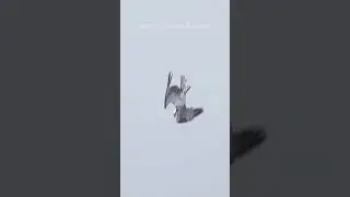 Osprey dives after prey but comes up empty this time #predator #hunting #diving #osprey