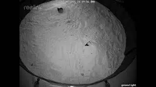 Ghost Crab escape response behavior Burrow 2