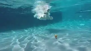 The incredible underwater diving dog  - Keeper - 4 yo Labrador Retriever - slow motion