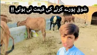 Shauaq ki koi kimat nahi hoty aur yeh sabit kr dya || Zainu Khan velogs|| latest video