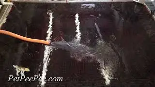 Гарантия удаления запаха с восточного ковра Drapery PetPeePee!!!