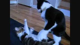 MMA Cats