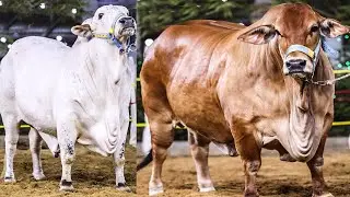 QURBANI KE ZABARDAST JANWAR - MAWESHI MANDI 2021 -CATTLE FARMS - BEST BULL & COW