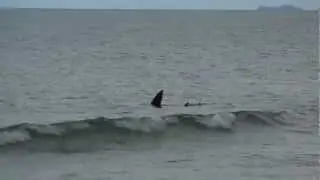 Shark at Myall Beach, Cape Tribulation