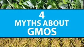 4 Myths About GMOs | Mashable